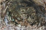 Detailed Petrified Wood (Araucaria) Round - Madagascar #81443-1